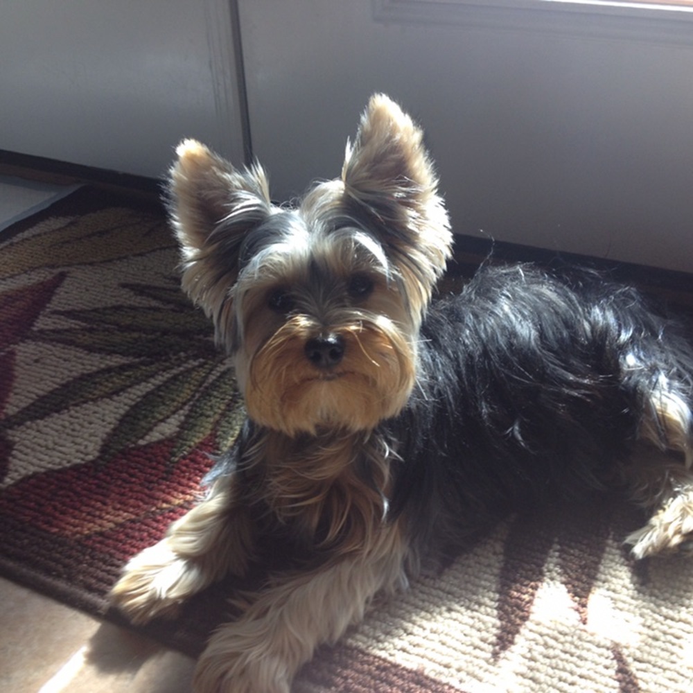 🌸Posh Ambassador 🌸